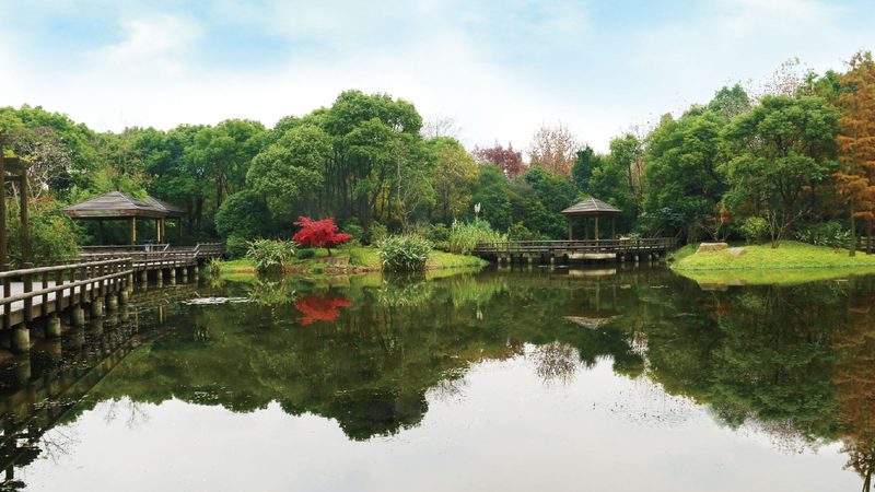 公园绿化乔木种植间距的合理规划