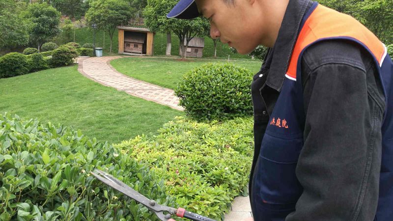 绿化工程苗木采购清单，这些要点不可忽视**
