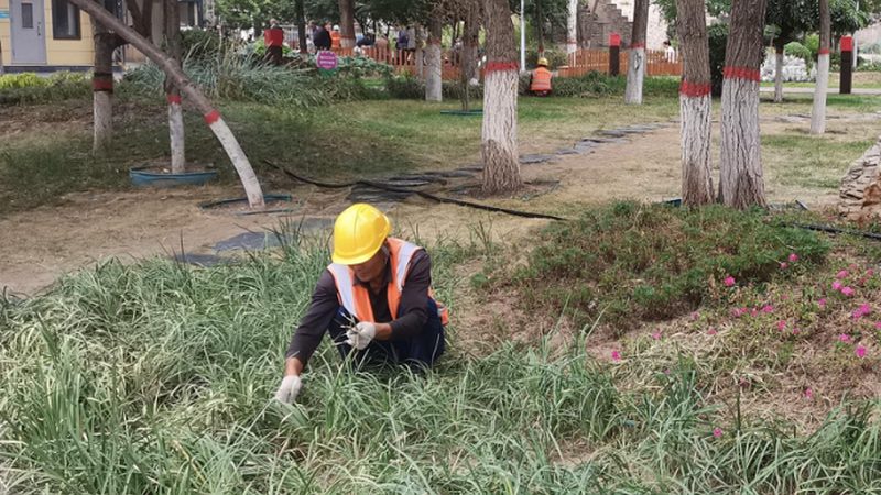 苗木种植技术视频教程：高清版，揭秘种植秘诀